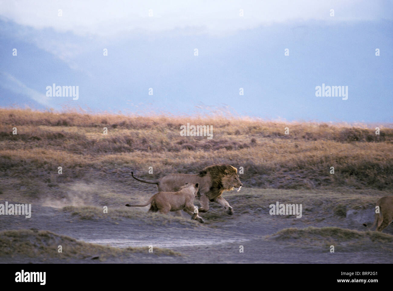 Lion et lionne le long de cratère (Panthera leo) Banque D'Images
