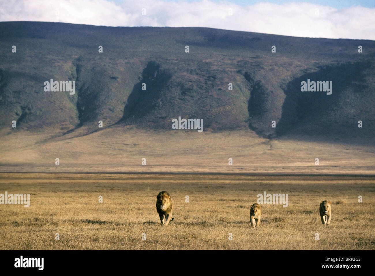 Trois lions marcher directement vers l'appareil photo lion (Panthera leo) Banque D'Images