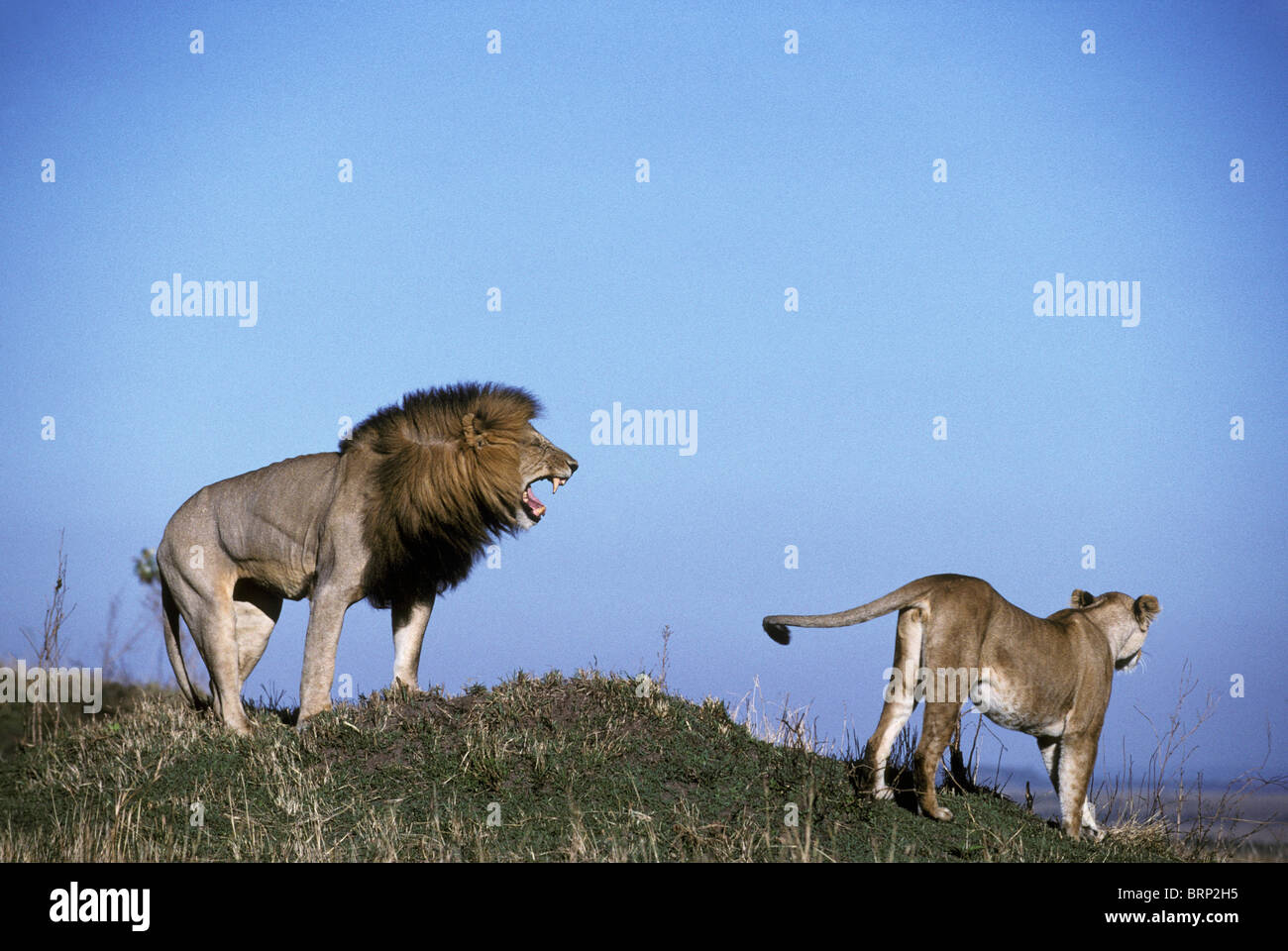 Affichage de flehmen de lion lionne avec à proximité (Panthera leo) Banque D'Images