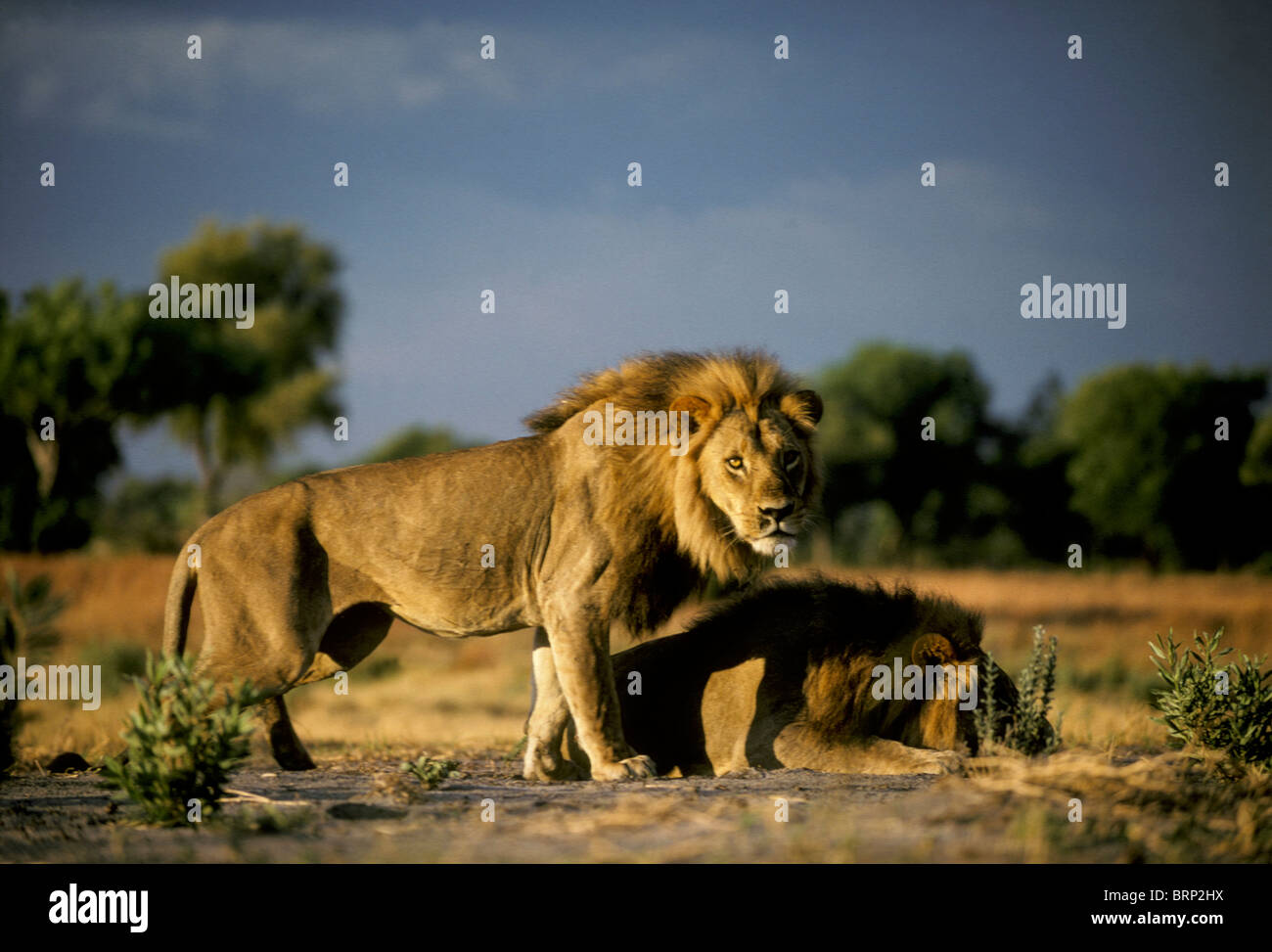 Coalition mâle lion (Panthera leo) Banque D'Images