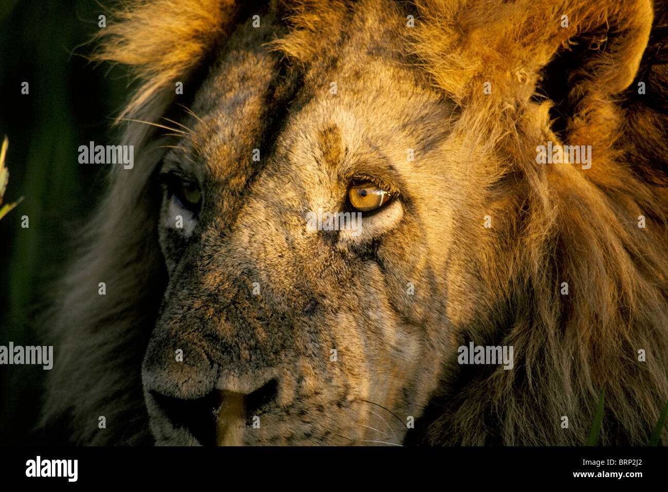 Visage de lion (Panthera leo) Banque D'Images