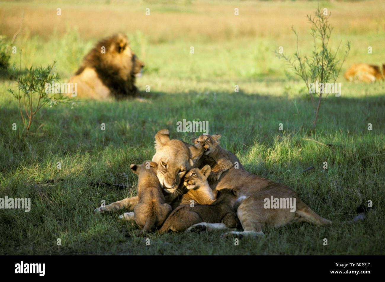Lionne et lionceaux avec lion mâle dans l'arrière-plan (Panthera leo) Banque D'Images