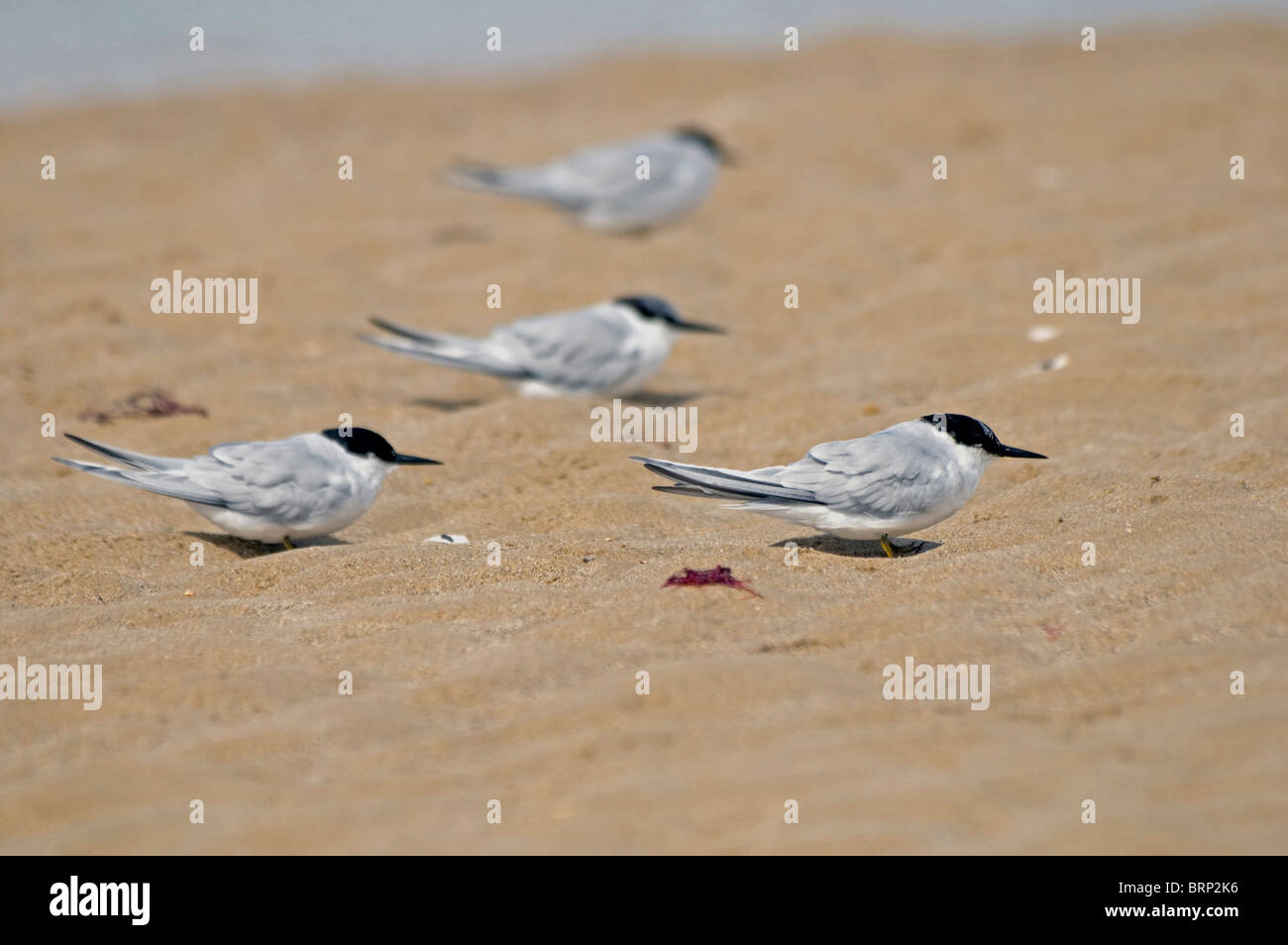La sterne Damara plage de repos ; rare endémique vulnérables côte ouest sud la baie d'Algoa Ghana qui habitent dans des habitats naturels Banque D'Images
