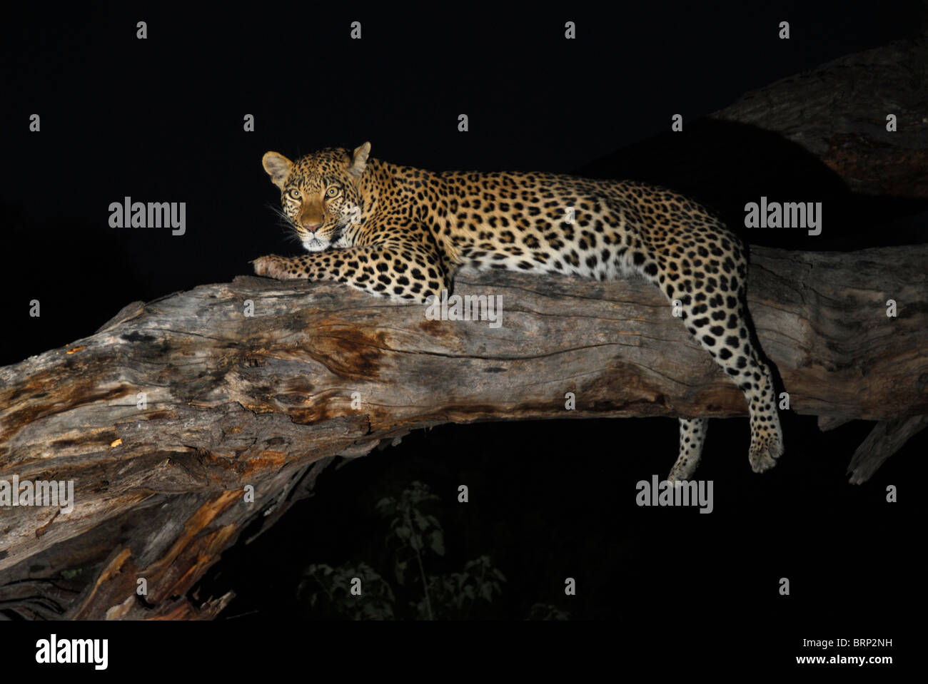 Leopard sur un journal tombé dans l'obscurité. Banque D'Images