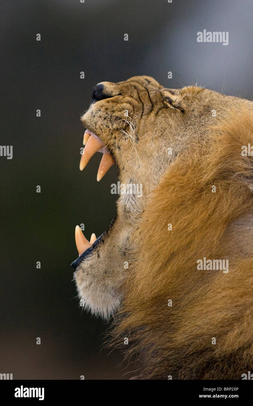 Weda portrait d'un Lion le bâillement Banque D'Images
