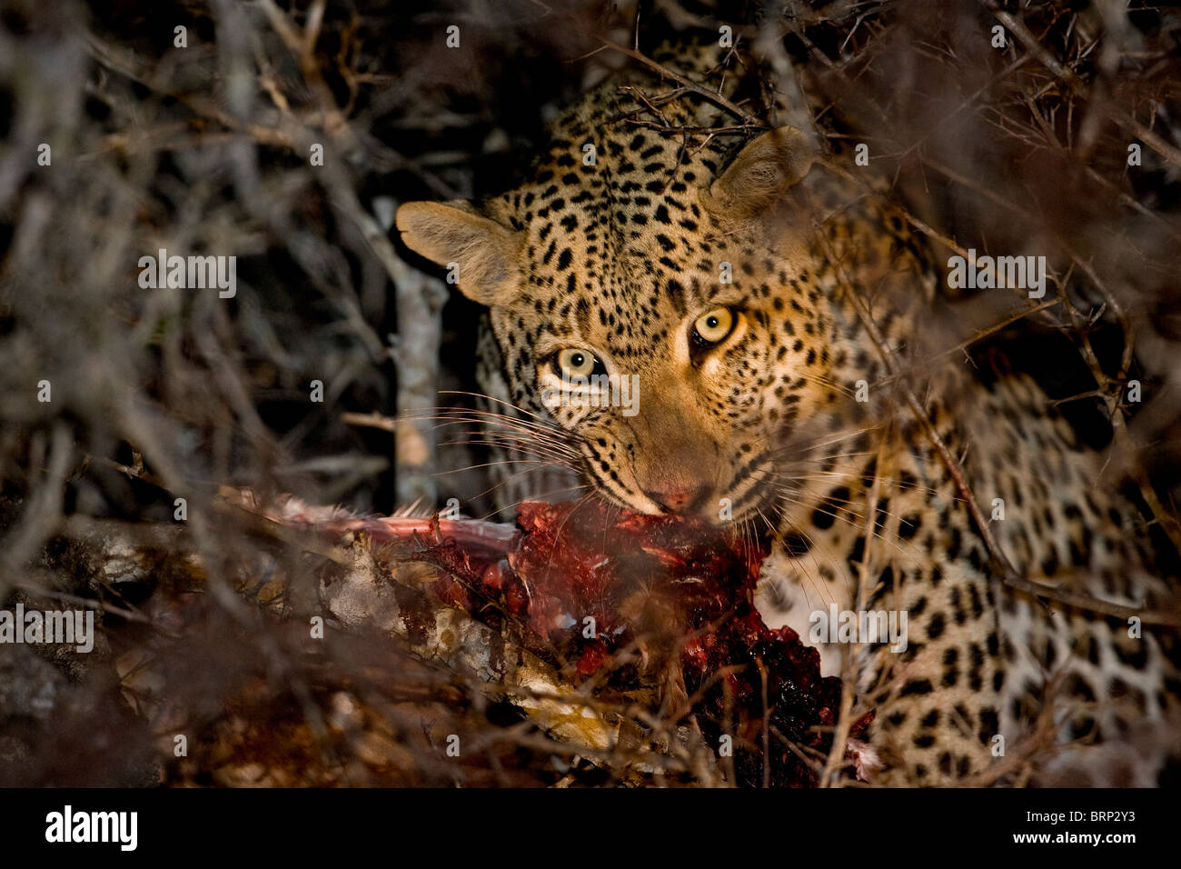 Leopard se nourrissent d'une kill en brousse la nuit Banque D'Images