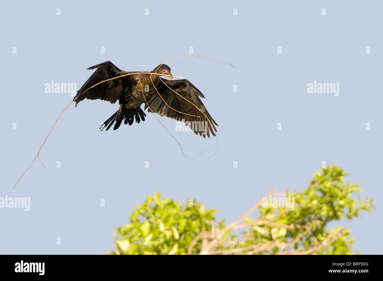 Reed Cormorant avec branches fines en bec Banque D'Images