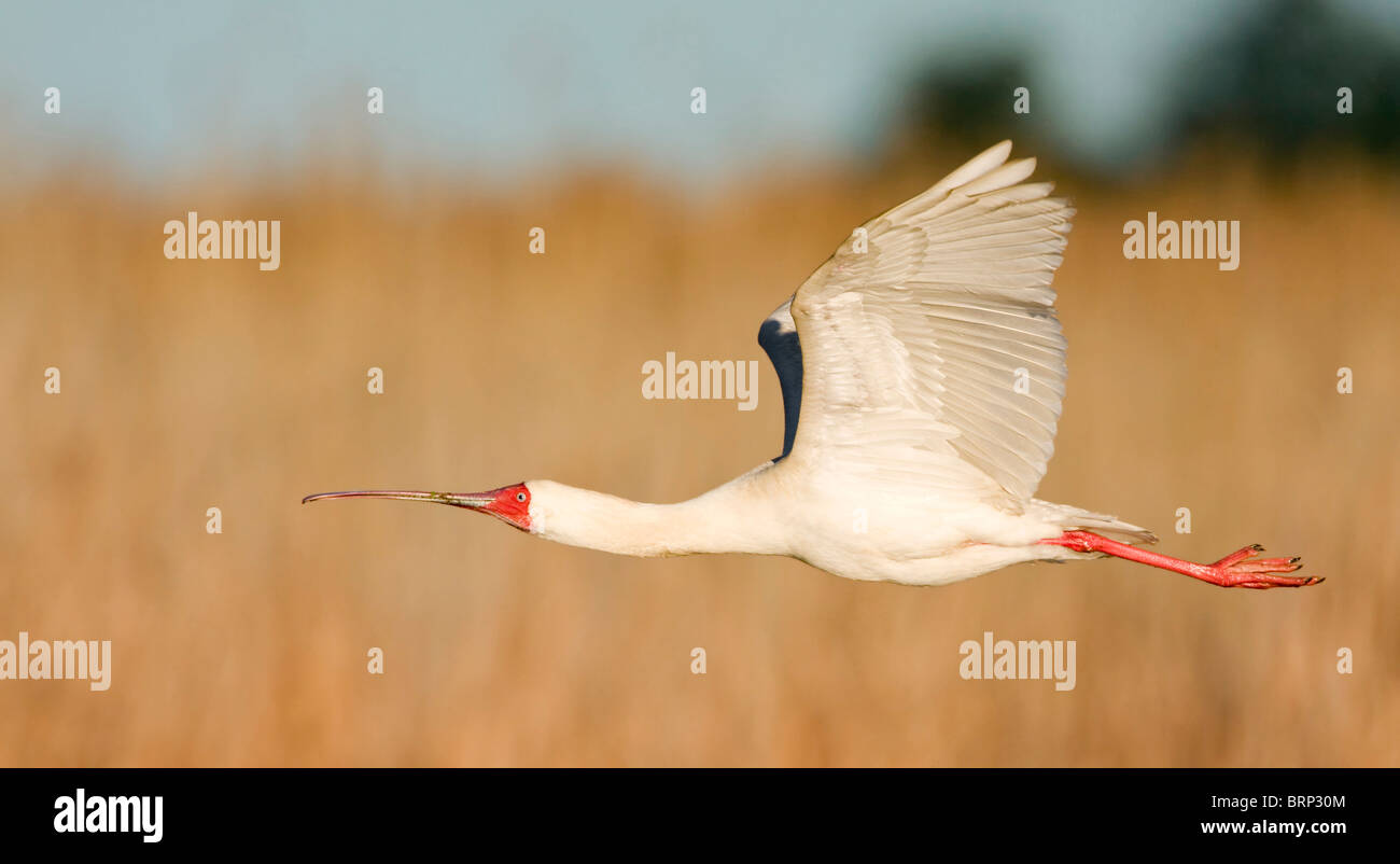 Spatule d'Afrique en vol Banque D'Images