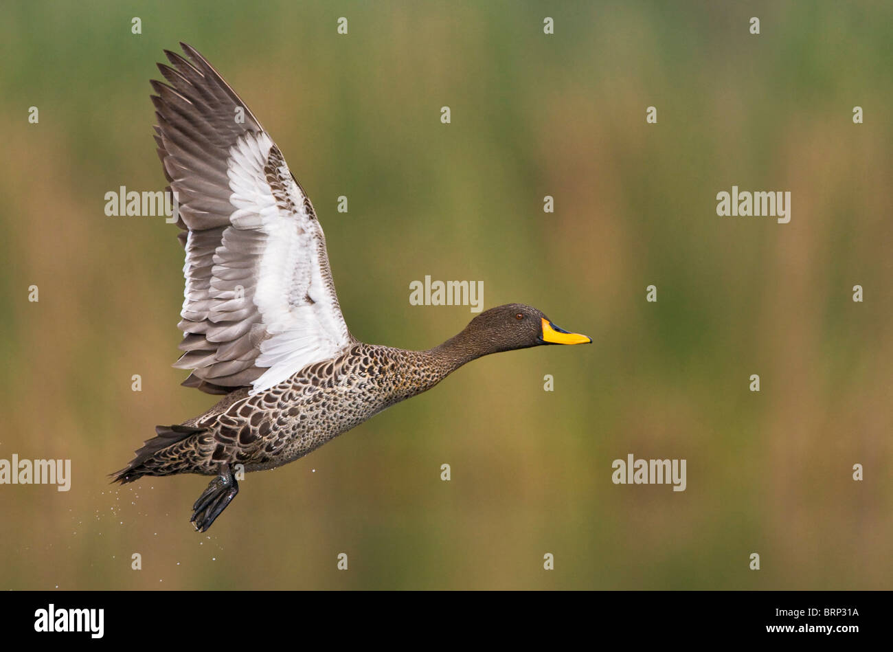 Canard à bec jaune en vol Banque D'Images