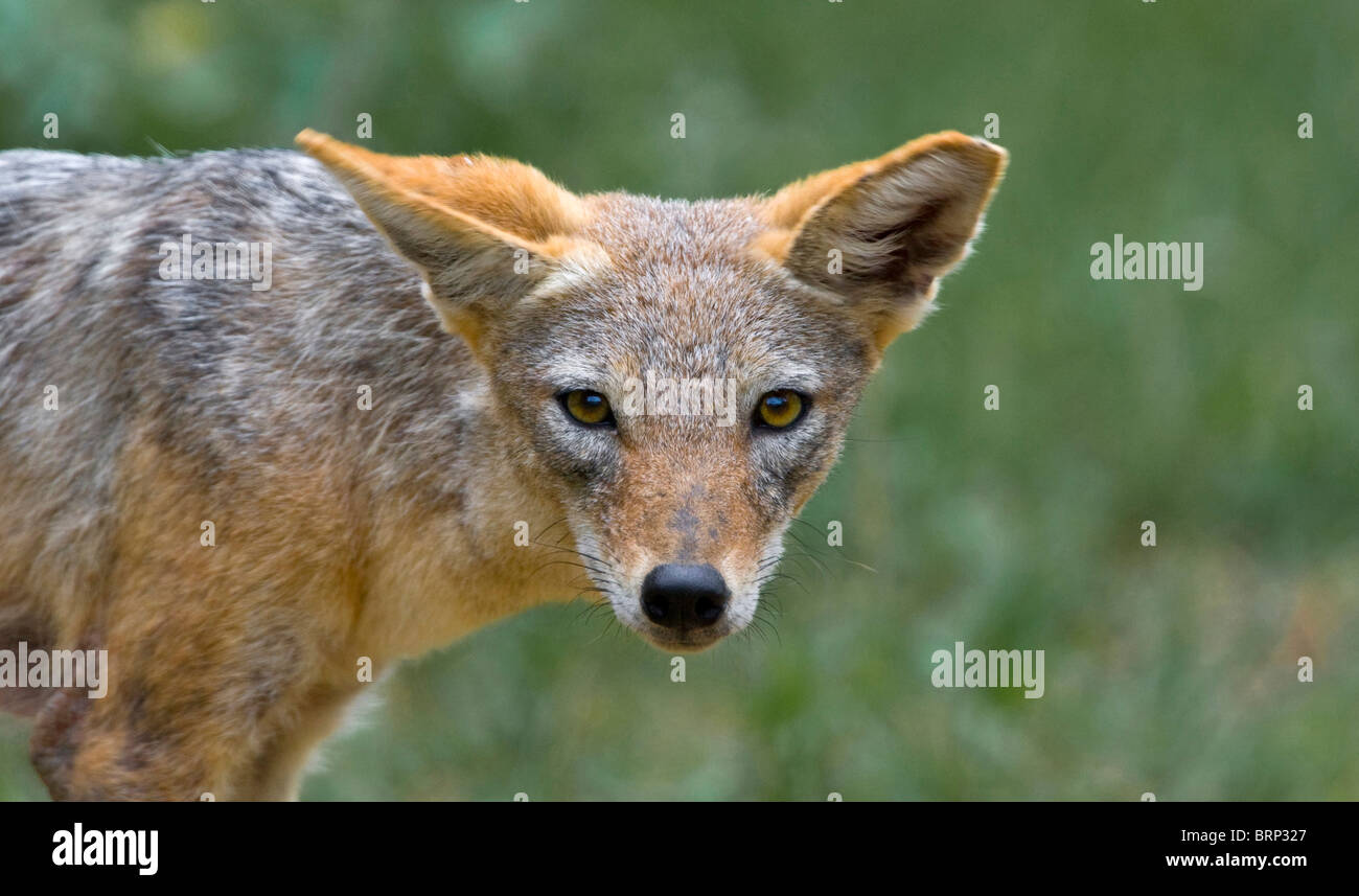 Chacal noir soutenu Banque D'Images