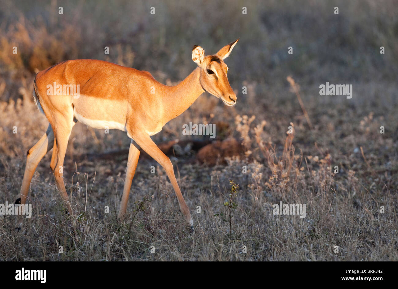 Impala marche à travers la végétation sèche Banque D'Images