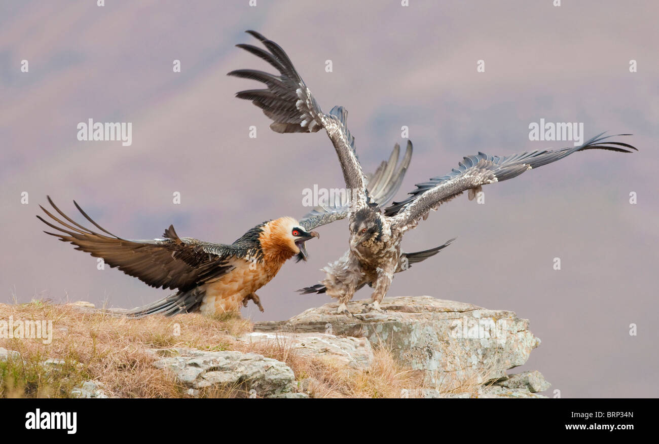 Les vautours barbus combats sur rock ledge Banque D'Images