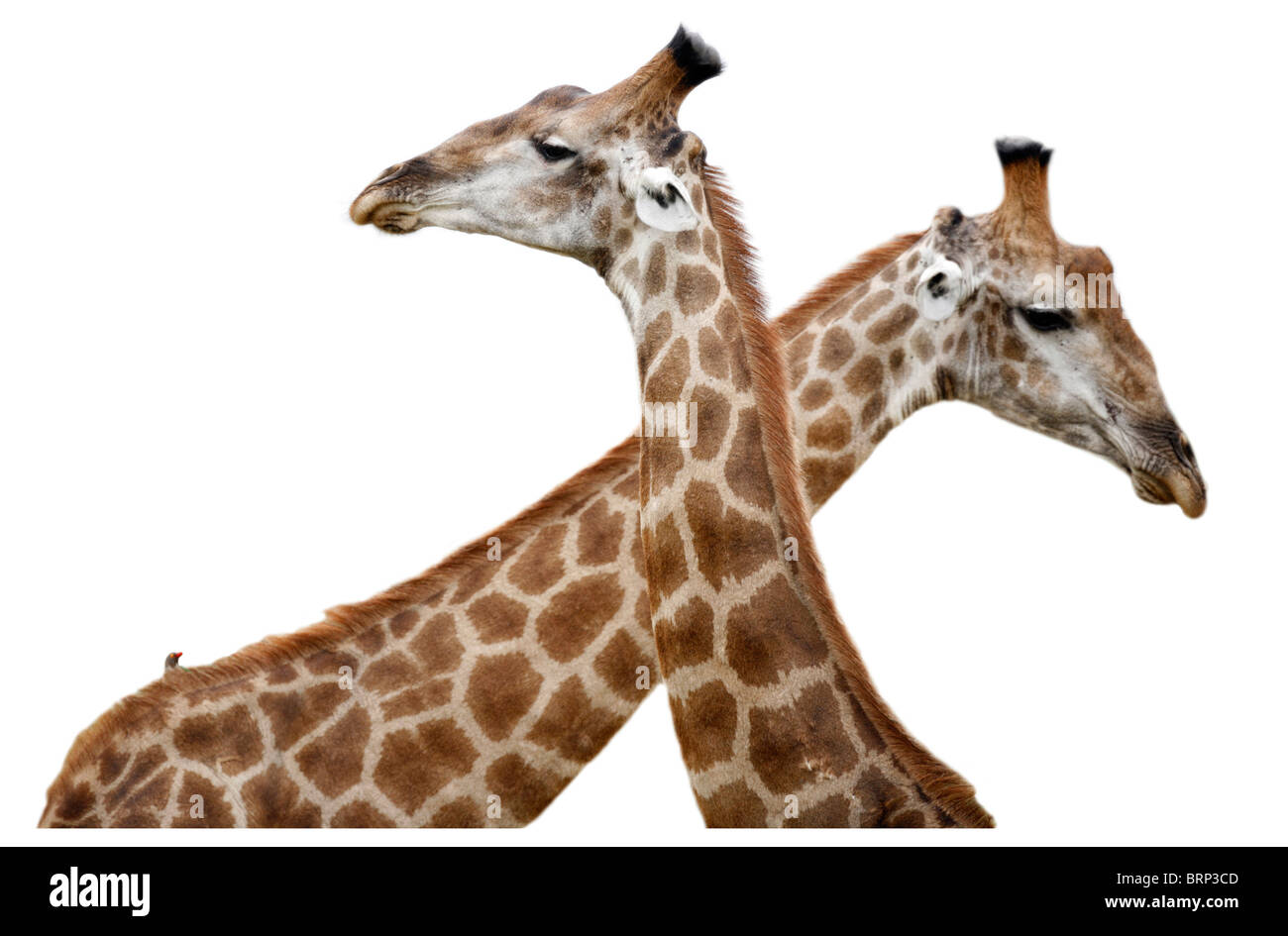 Cut-out portrait de deux girafes Banque D'Images