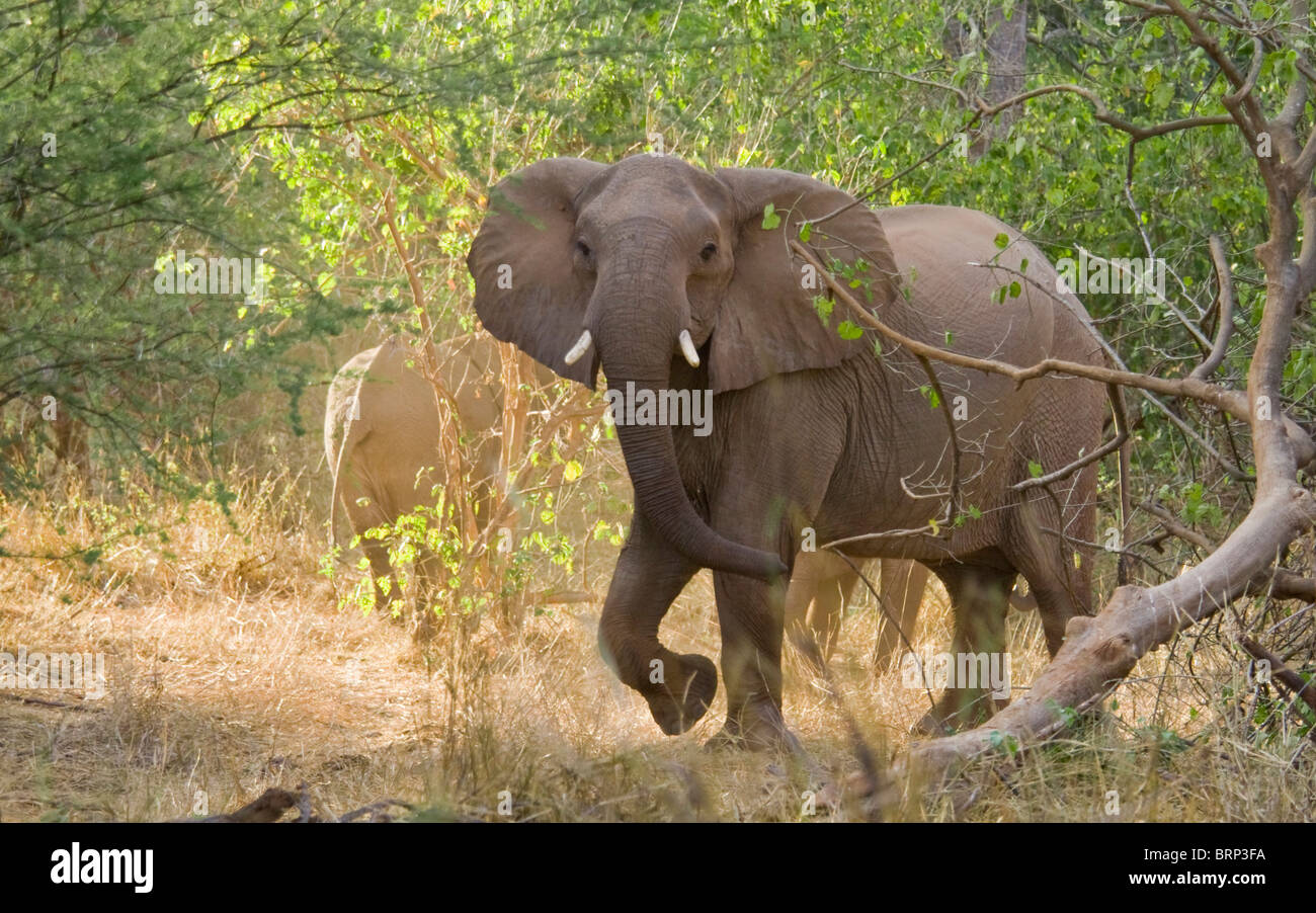 L'éléphant d'Afrique en vache à la forêt de la rivière Limpopo agités dans Banque D'Images