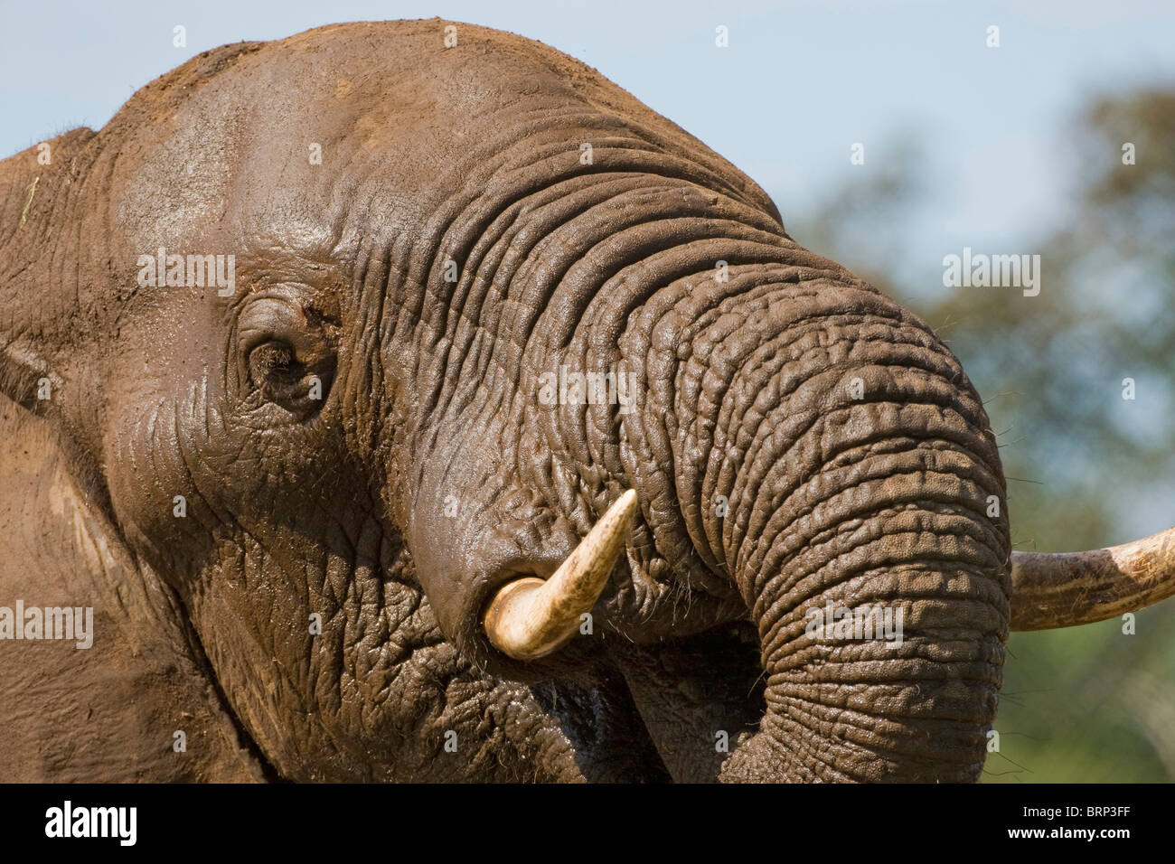 Portrait de l'eléphant d'Afrique Banque D'Images