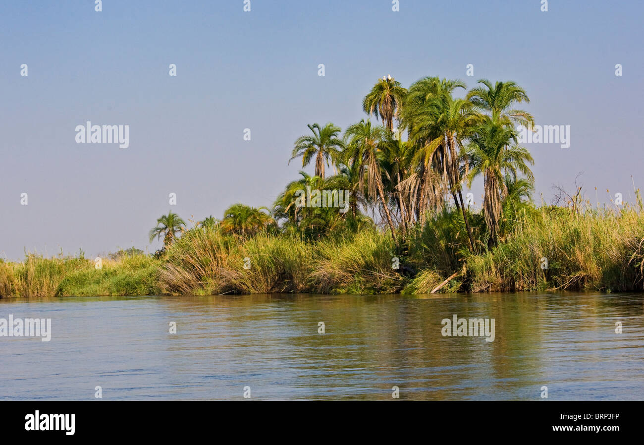 Vue panoramique de la rivière Okavango, bordées de palmiers et d'une paire d'aigles pêcheurs africains assis sur le dessus Banque D'Images