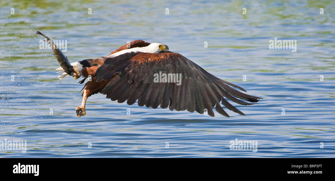 African fish eagle flying avec des poissons dans un talon Banque D'Images