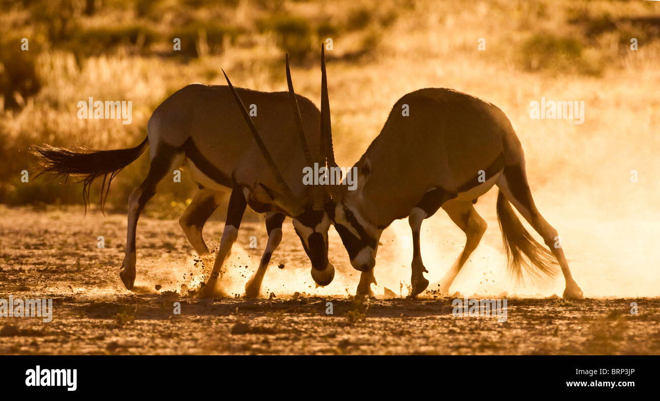 Gemsbok (Oryx) lutte contre Banque D'Images