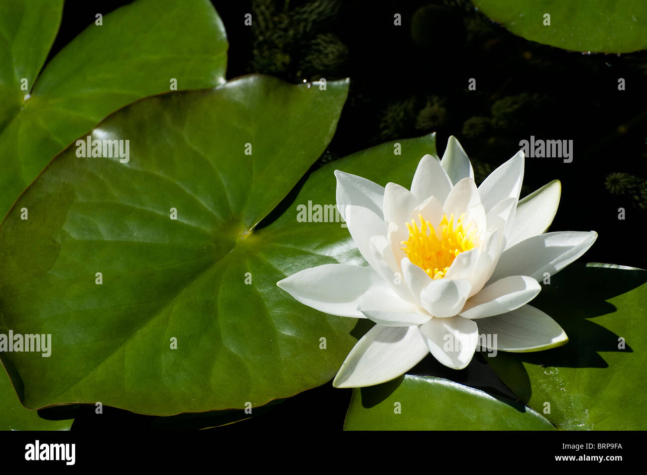 Jolies fleurs nénuphar blanc parmi les nénuphars dans un étang. Banque D'Images