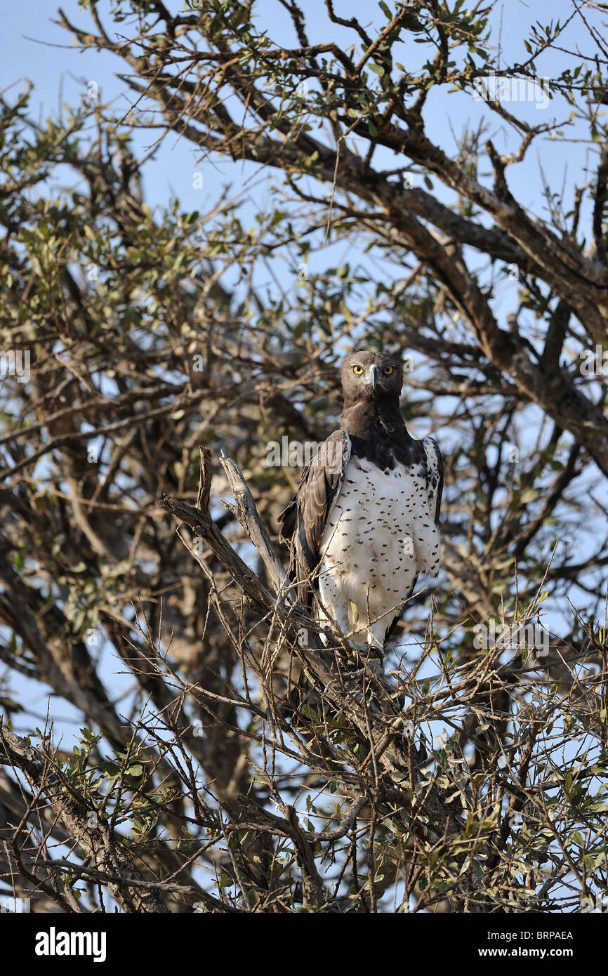 Aigle Martial - Martial hawk-eagle (Polemaetus bellicosus - Hieraaetus bellicosus - Polemaeetus bellicosus) dans un arbre Banque D'Images