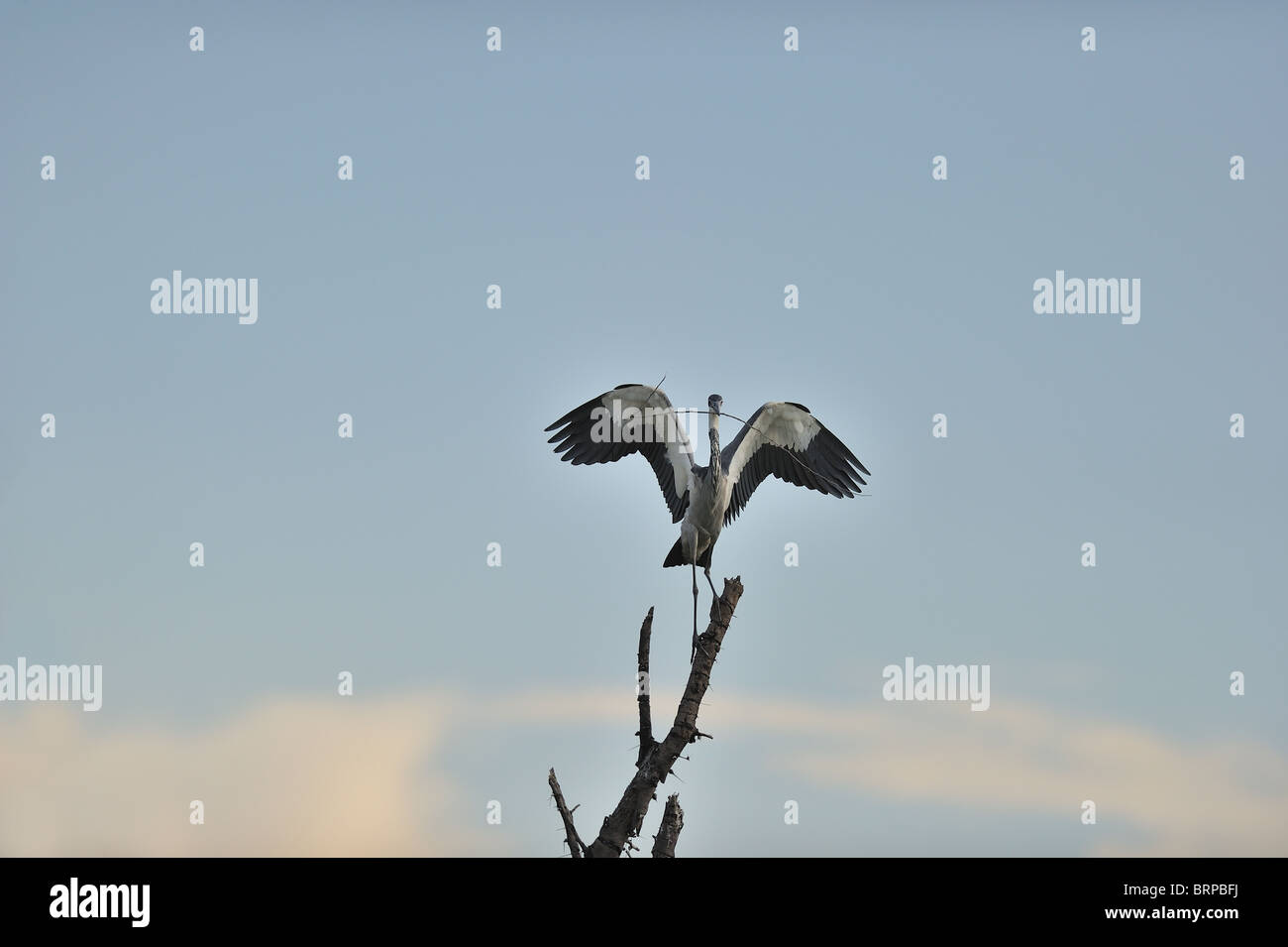 Héron à tête noire - Black-necked Heron (Ardea melanocephala) Comité permanent avec les ailes ouvertes sur un arbre mort avec des succursales dans le projet de loi Banque D'Images