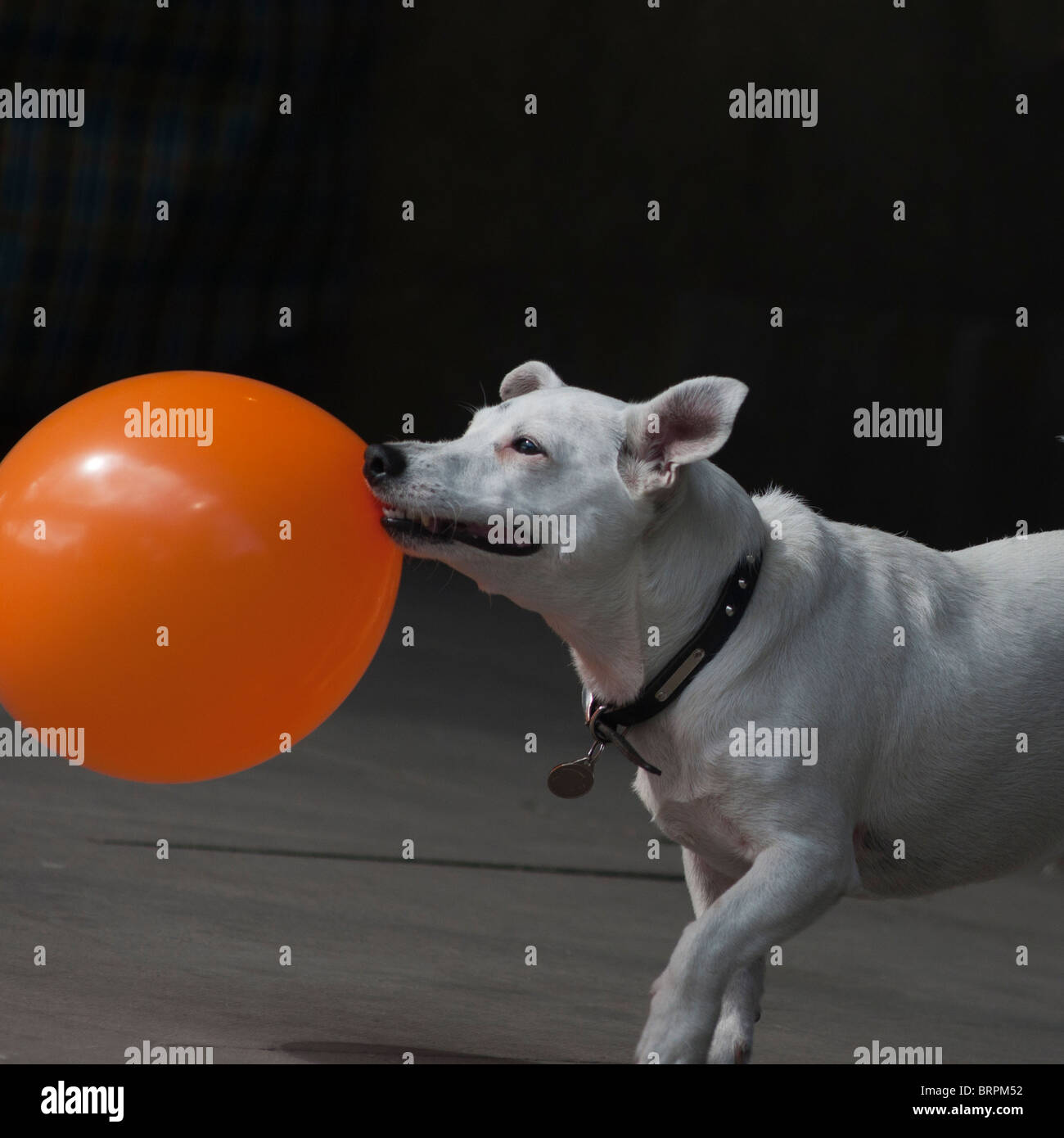 Funny dog avec ballon, vu sur une rue de Londres, UK Banque D'Images