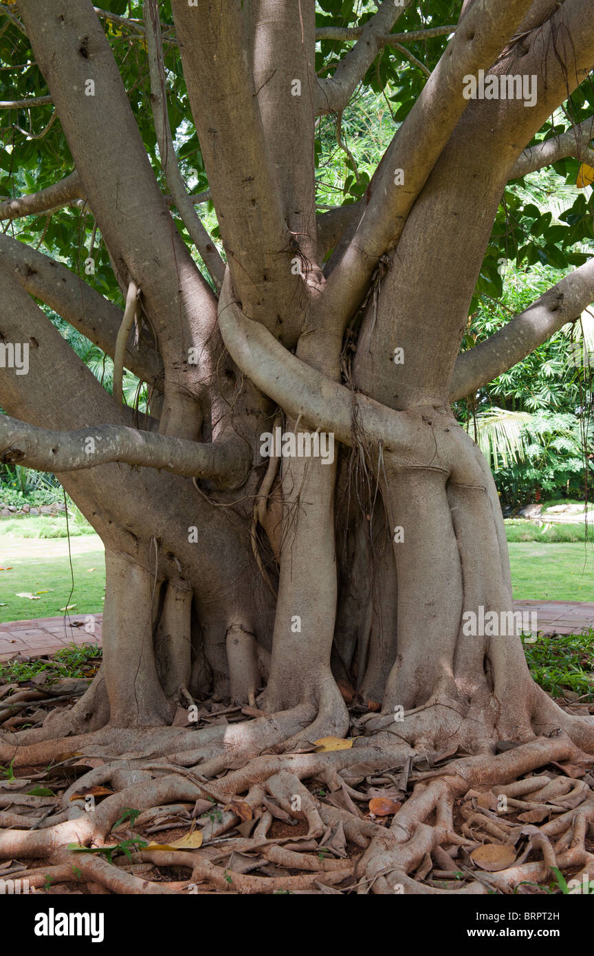 Ficus benghalensis. Indian Banyan Tree Trunk et les racines. L'Inde Banque D'Images