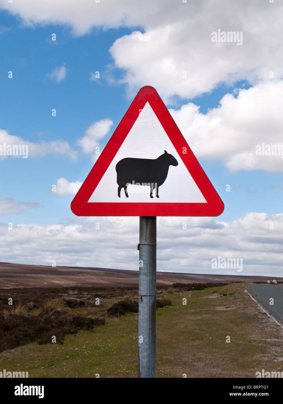 Panneau de signalisation routière. Signe d'avertissement de moutons devant, Angleterre, Royaume-Uni Banque D'Images