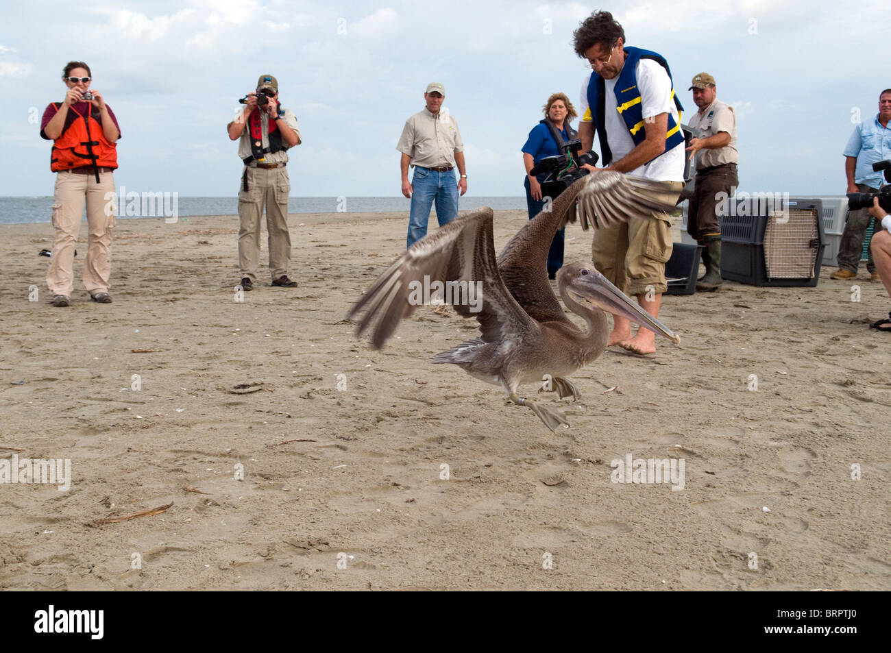 Publication sur Pelican Island raton laveur. Banque D'Images