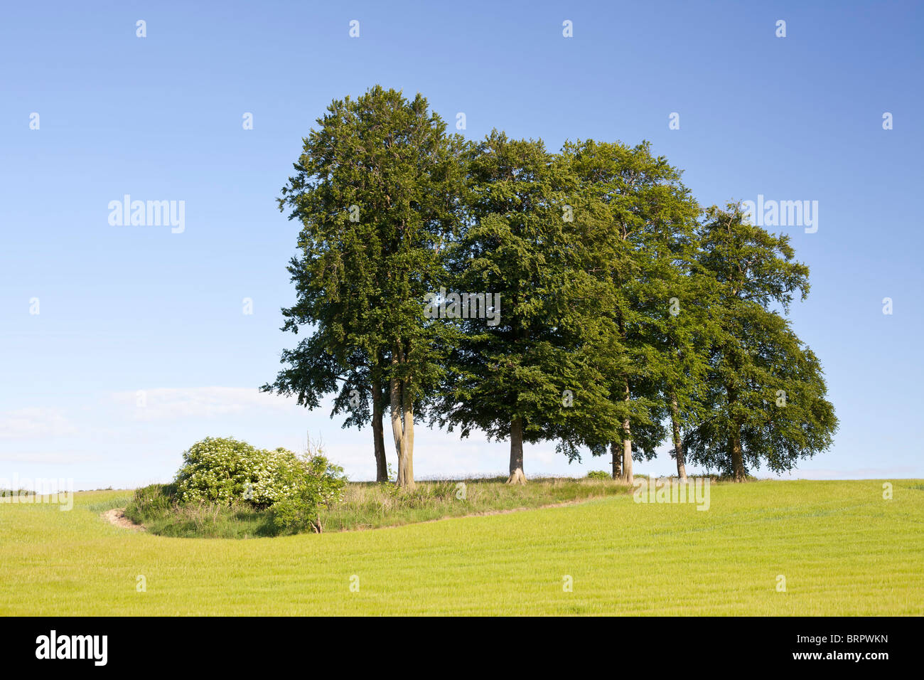 Le hêtre commun (Fagus sylvatica) Banque D'Images