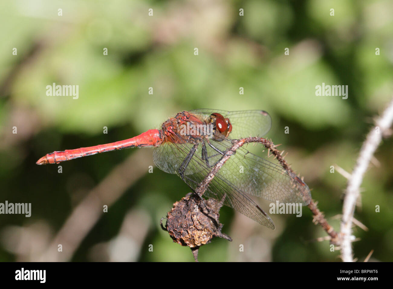 Sympetrum sanguineum mâle, l'ouette vert Banque D'Images