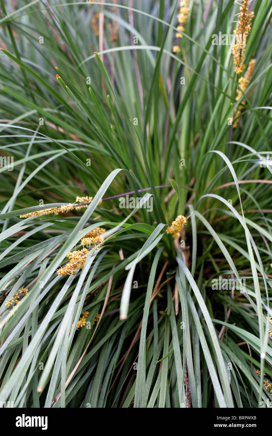 Spiny-Headed Mat-Rush, Lomandra longifolia, Asparagacées (Laxmanniaceae, Lomandraceae), l'Australie. Banque D'Images