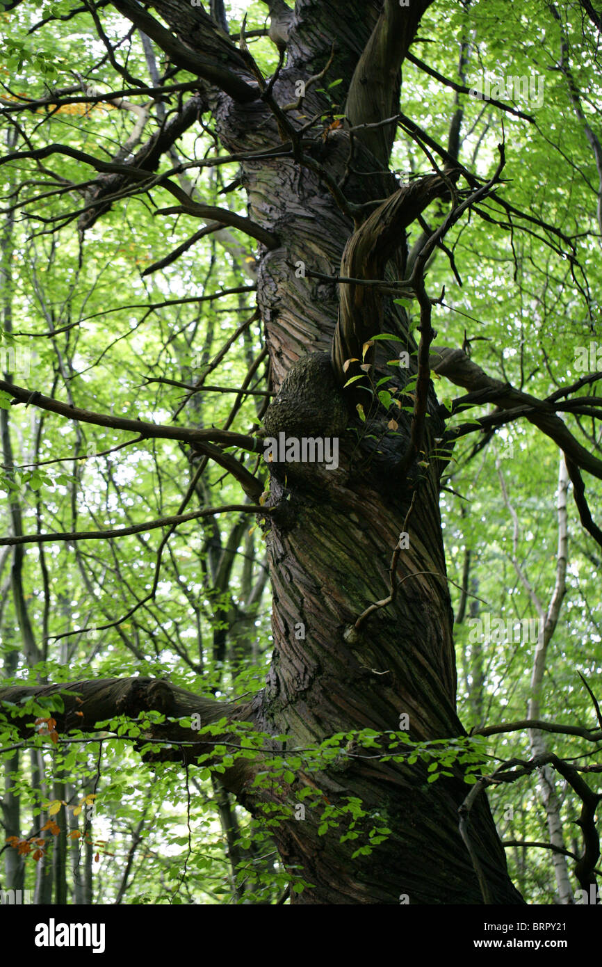 Sweet Chestnut Tree Twisted ancienne, Castanea sativa, Fagaceae. Ashridge Estate, Hertfordshire. Banque D'Images