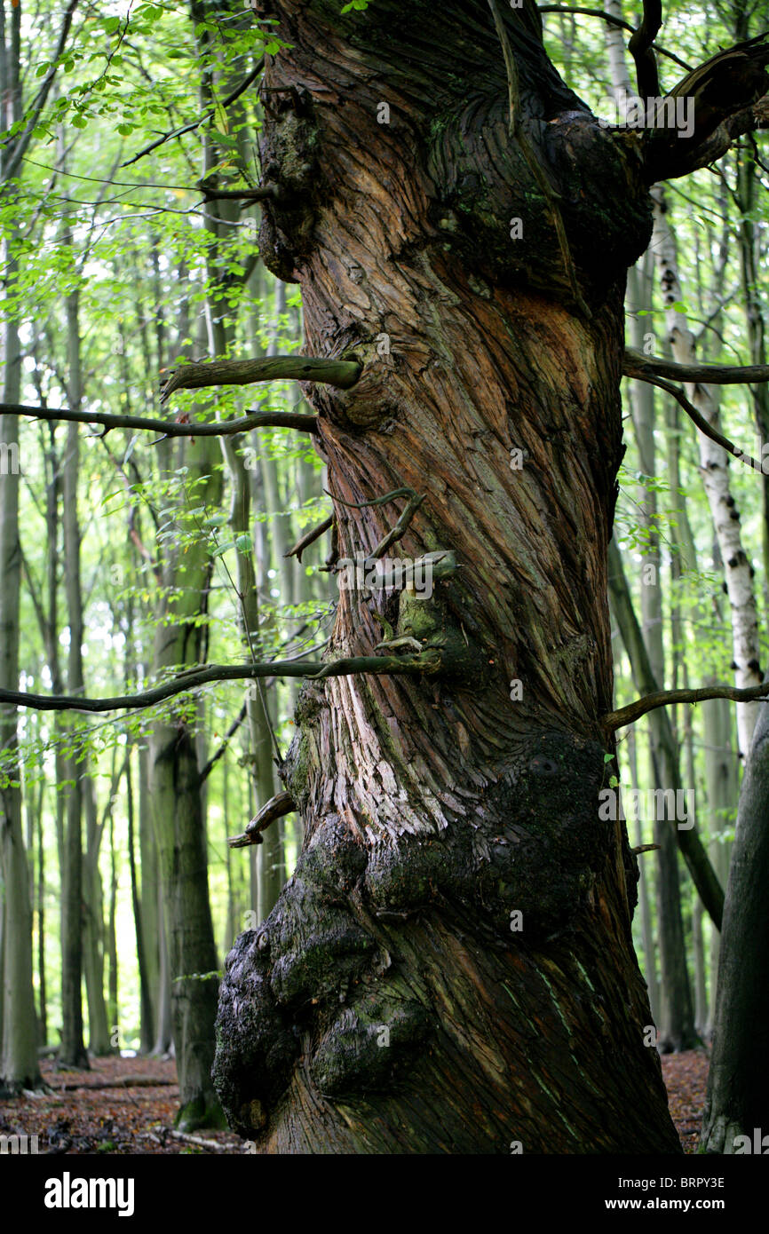 Sweet Chestnut Tree Twisted ancienne, Castanea sativa, Fagaceae. Ashridge Estate, Hertfordshire. Banque D'Images