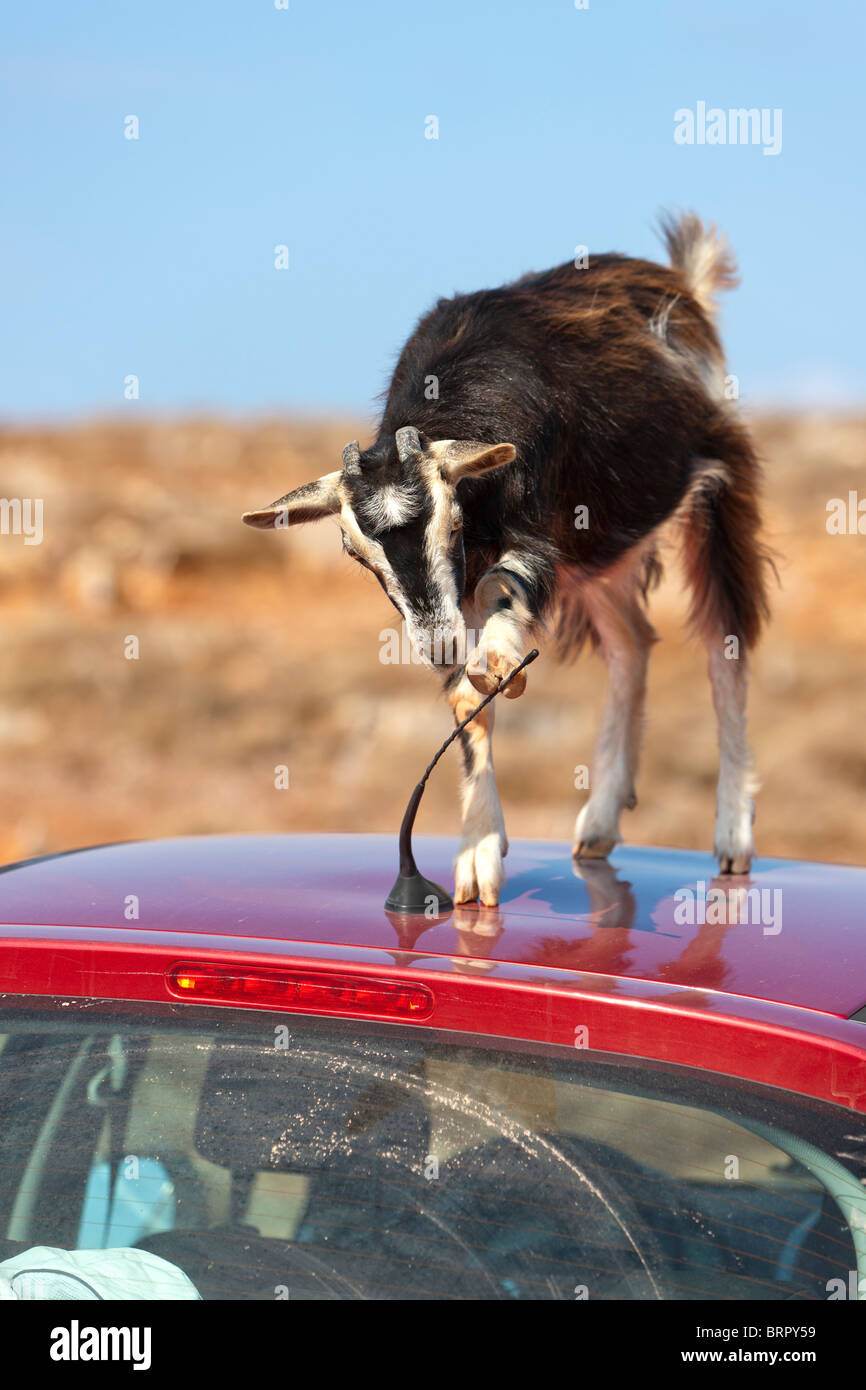 Cette chèvre de montagne a essayé de manger une voiture antennes Banque D'Images