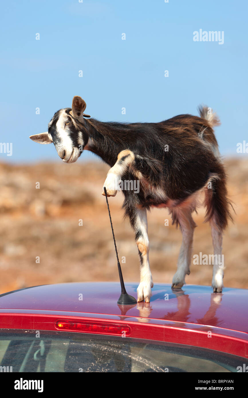 Cette chèvre de montagne a essayé de manger une voiture antennes Banque D'Images