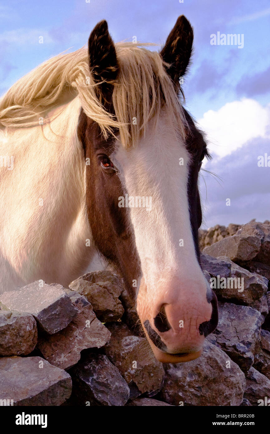 L'Inis Mor Stone-Wall sur Island, les îles d'Aran, Co. de Galway, Irlande Banque D'Images