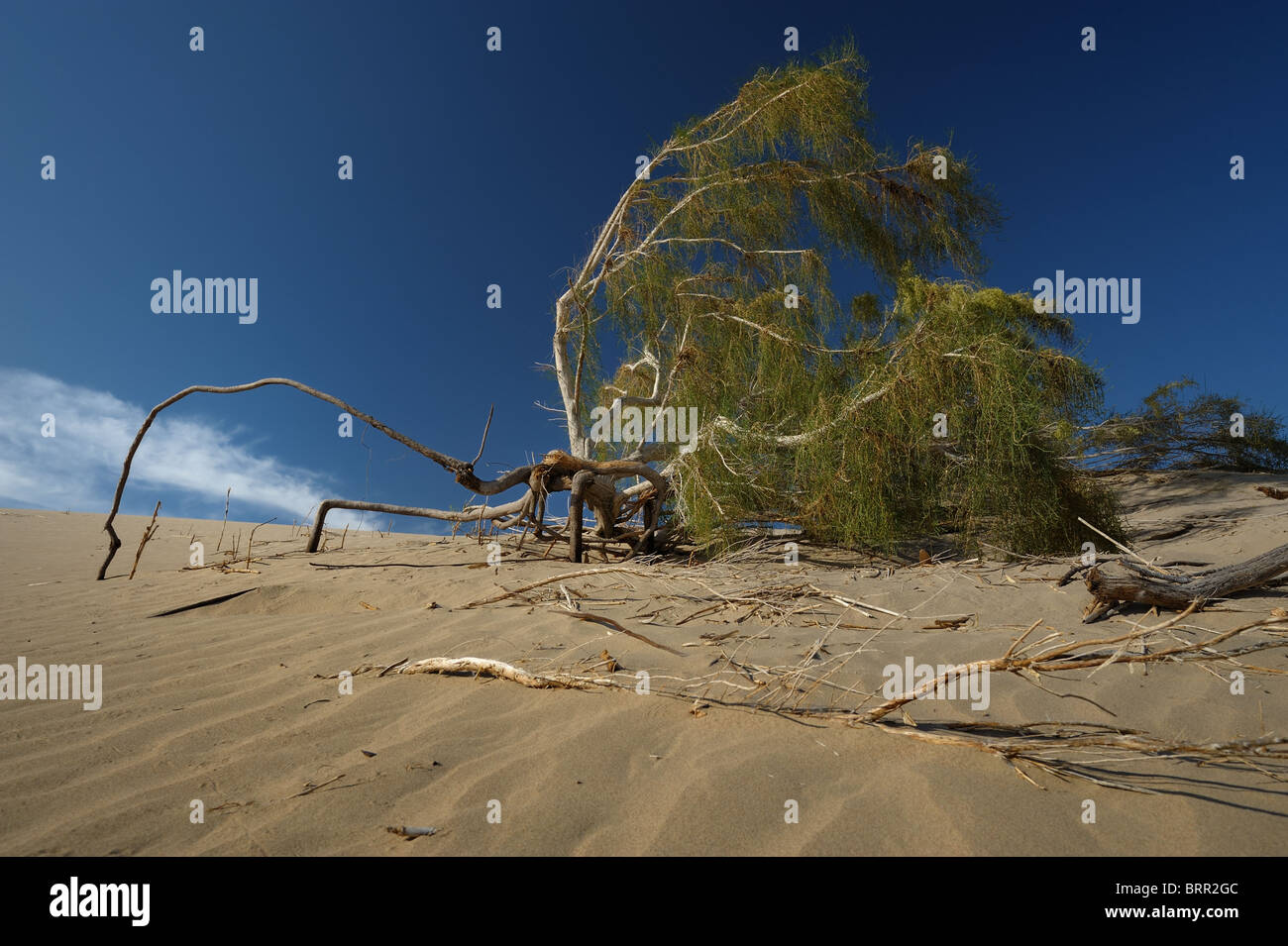 Saxaul arbre avec les racines longues ouvertes au Kazakhstan désert de sable. Arbres Saxaul résister contre l'expansion du désert. Banque D'Images