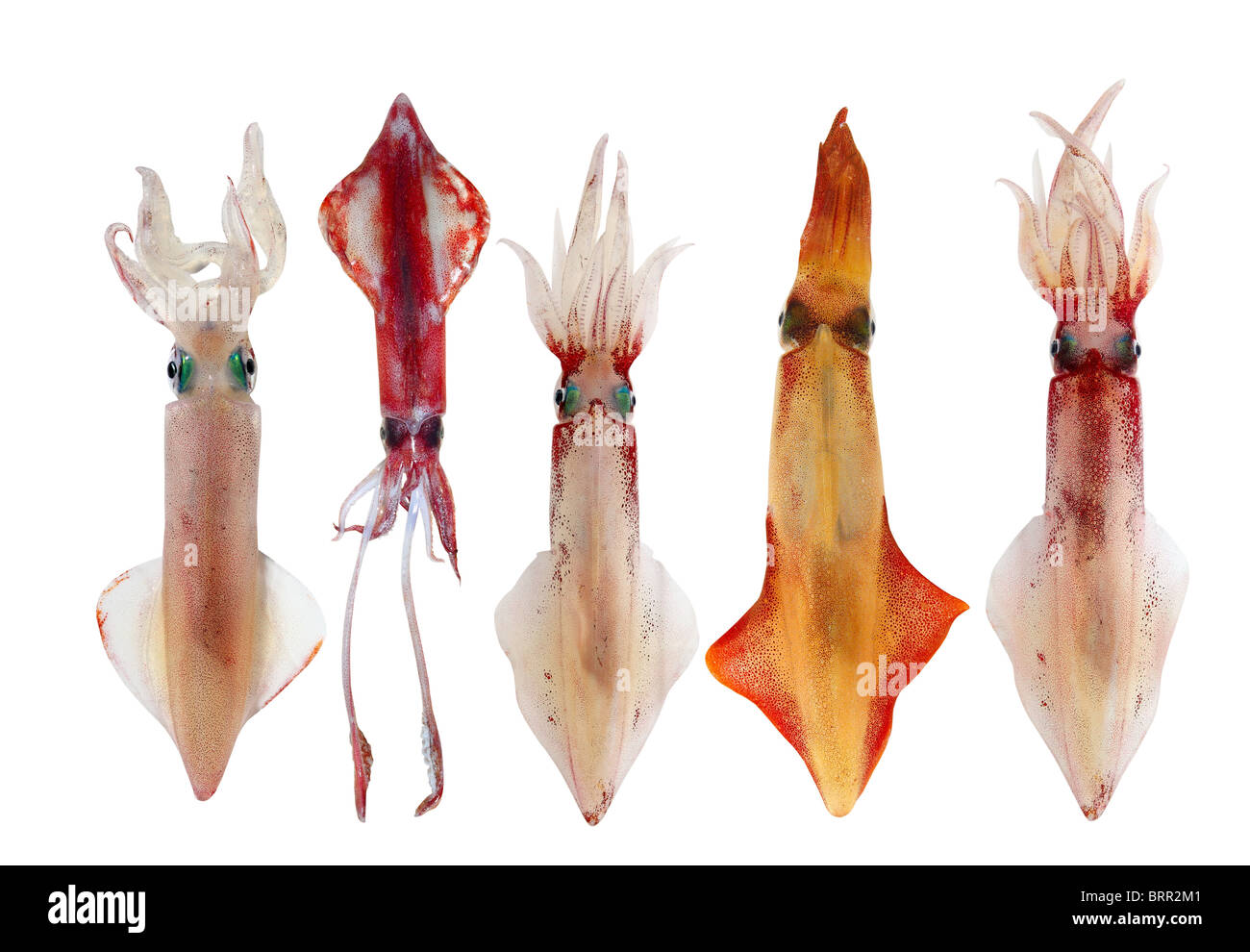 Calmar Loligo vulgaris dans une rangée de fruits de mer arrangement isolated on white Banque D'Images