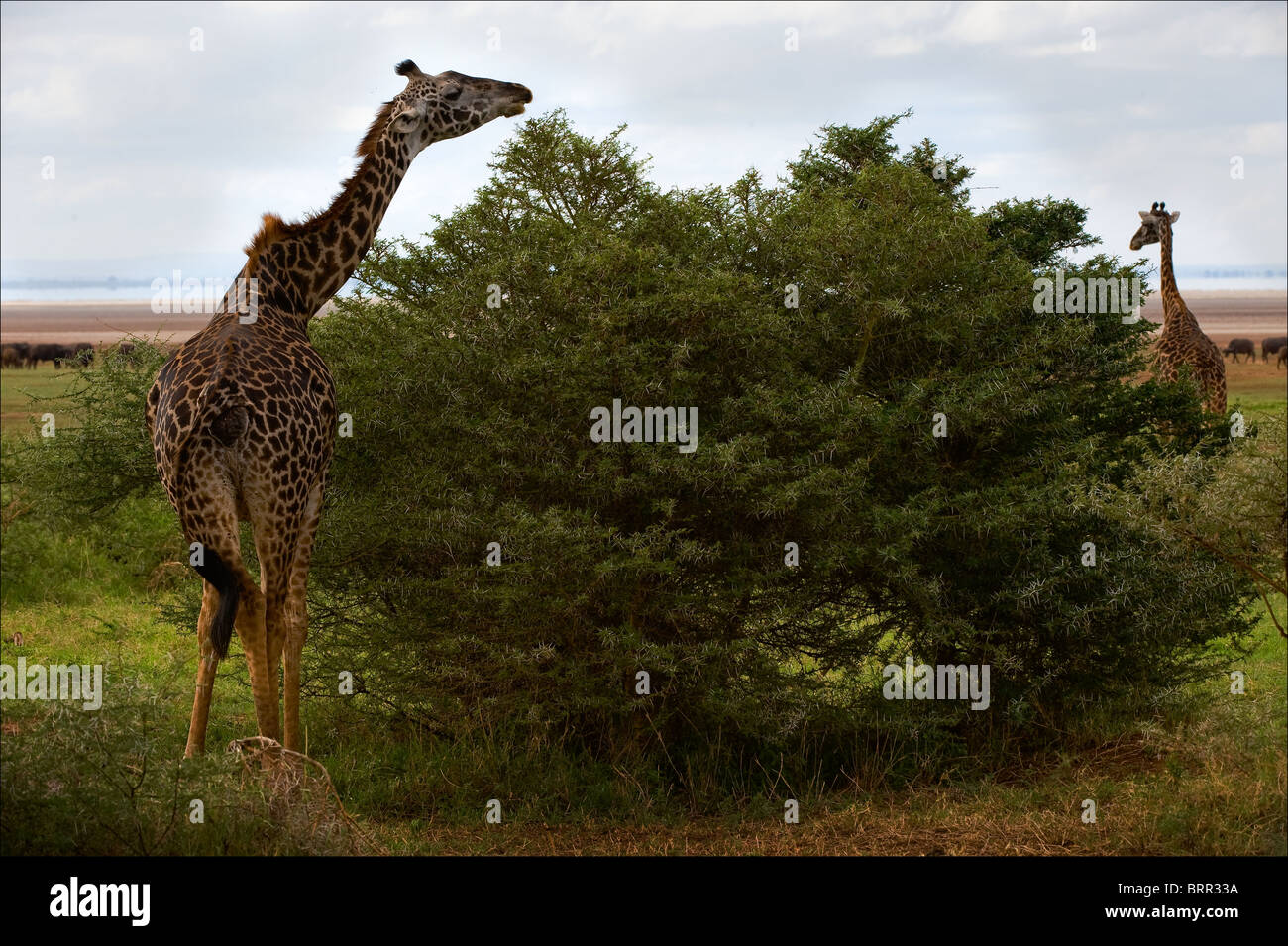 La girafe à l'acacia arbustes brise une branche épineuse. Banque D'Images