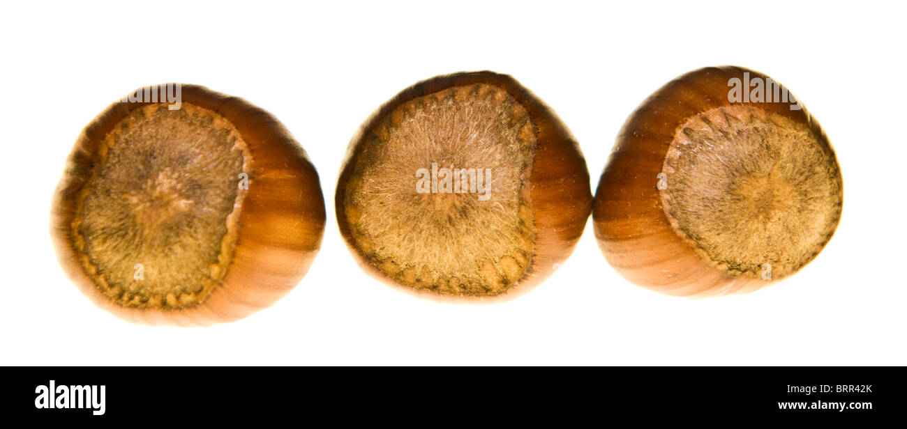 Studio shot de noisettes Banque D'Images