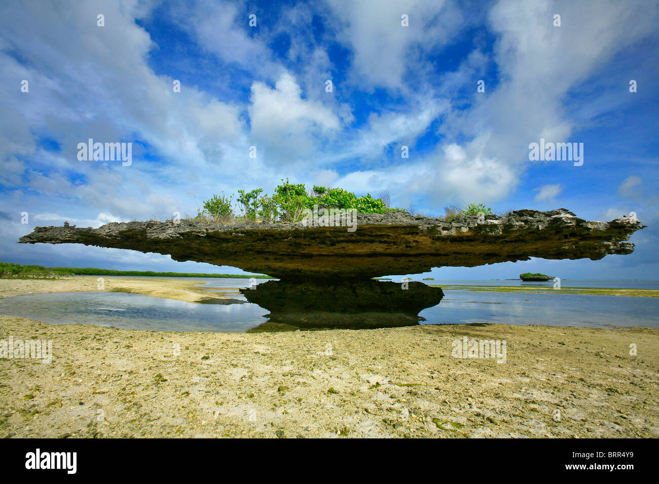 En forme de champignon champignons appelés pinacles. Des formations de roche de corail caractéristique découverte à marée basse Banque D'Images