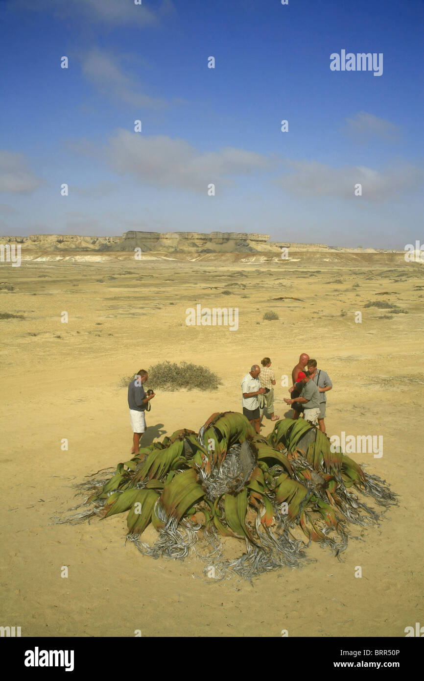 Les touristes l'affichage d'une grande plante Welwitschia mirabilis, l'un des plus longs du monde vivant les plantes qui vivent à 1500 ans. Banque D'Images