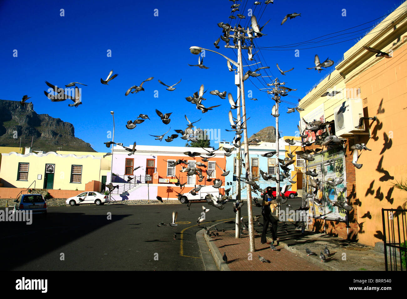 Maisons colorées dans le Bo Kaap historique, quartier de Malay, avec grande bande de pigeons dans l'air Banque D'Images