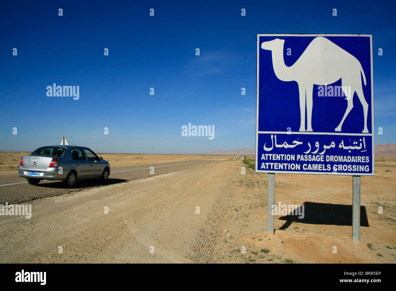 Un panneau routier en anglais et en arabe d'avertissement des chameaux, près de Tozeur en région désertique dans le sud de la Tunisie Banque D'Images