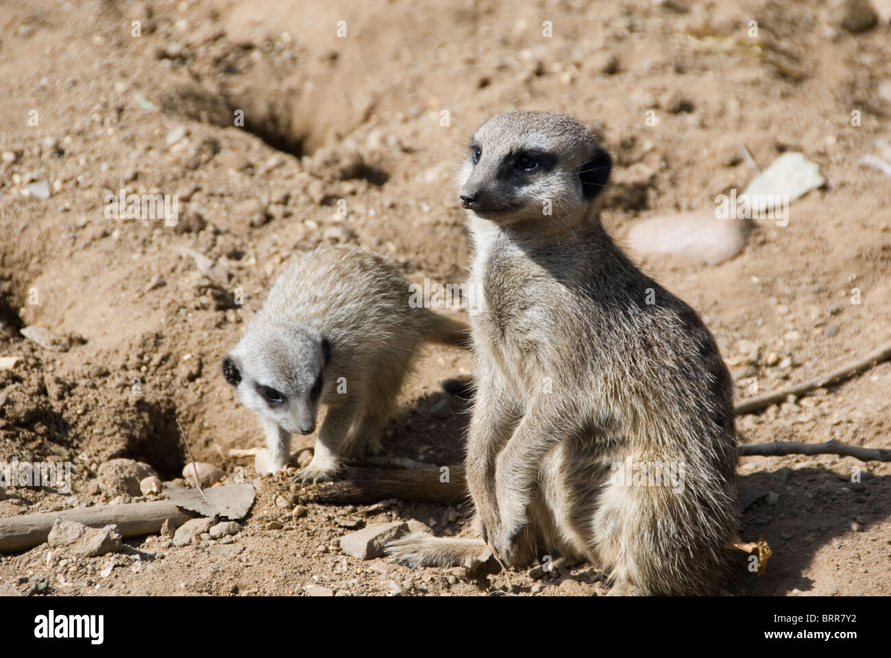 Close Up Mother and Baby Meerkat Suricata ensemble sur la masse, le zoo de Twycross, Leicestershire, Angleterre Banque D'Images