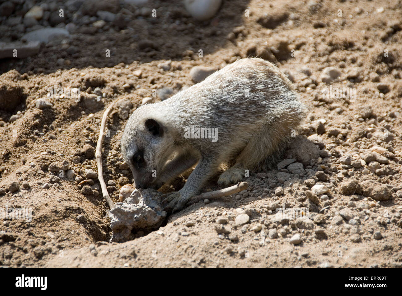 Un bébé Meerkat Suricata creuser dans la terre et les pierres, le zoo de Twycross, Angleterre Banque D'Images