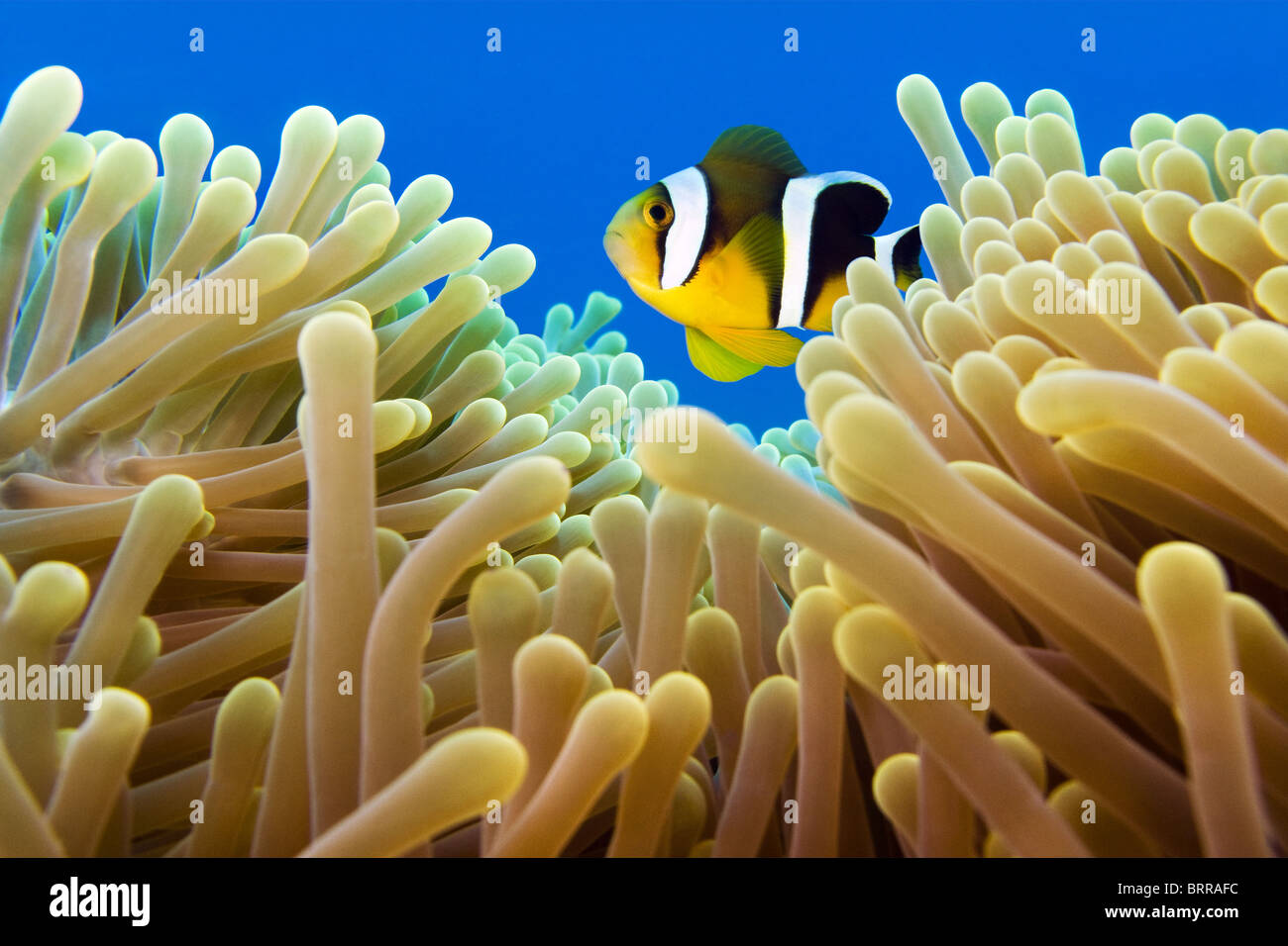 Close-up de poissons clowns dans anemone Banque D'Images