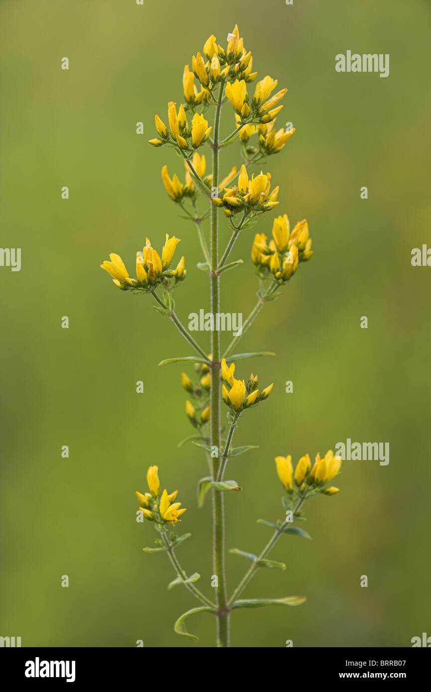 Perforer le Millepertuis Hypericum perforatum le long de la route point Coalpit Heath, Bristol en juin. Banque D'Images