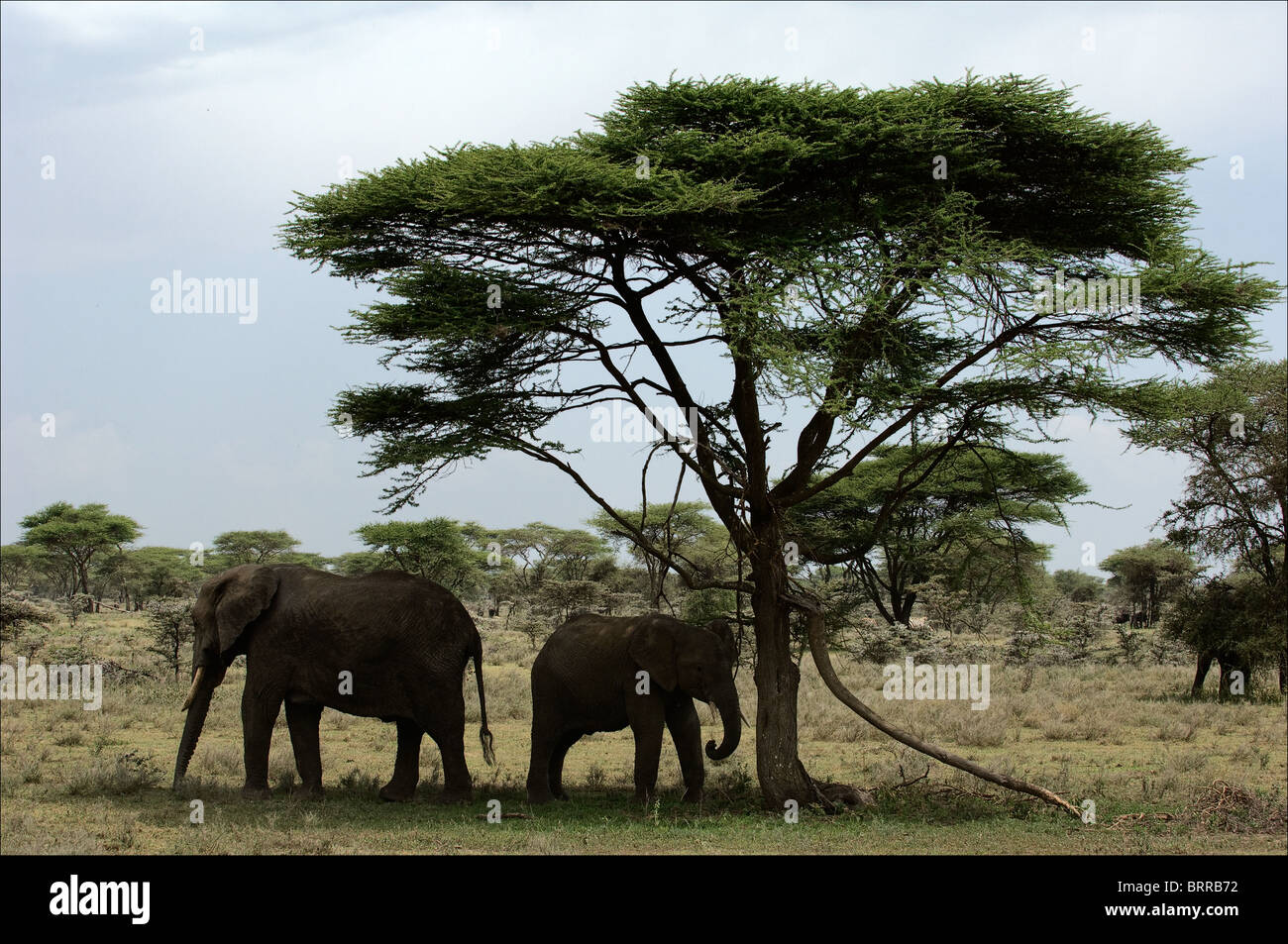 Les éléphants sous un arbre. Banque D'Images